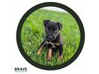 Tot Mixed Breed (Medium) Puppy Male