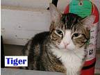 Feral - Tiger American Shorthair Adult Male