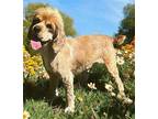 MALLOY Cocker Spaniel Adult Male