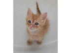 Canadian Bacon Domestic Shorthair Kitten Male