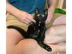 Zuni Domestic Shorthair Kitten Female
