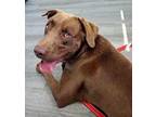 BRUIN IS FANTASTIC Labrador Retriever Adult Male