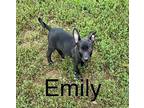 Emily Mixed Breed (Medium) Puppy Female