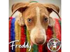 Freddy Flintstone German Shepherd Dog Puppy Male