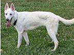 MOZILLA German Shepherd Dog Adult Male