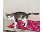 Teddy - Gray & White Cat in foster care Domestic Shorthair Adult Male