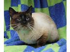 Oscar - 39941 Siamese Adult Male