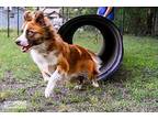 Phoebe Husky Adult Female