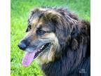 MAJESTIC MACEY Collie Adult Female