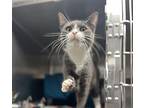 Venice Domestic Shorthair Young Female