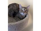 Candy Domestic Shorthair Kitten Female