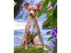 RUSTY Chihuahua Adult Male