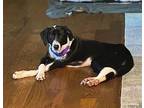 Peach German Shepherd Dog Young Female