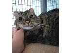 Mallow Domestic Longhair Adult Male