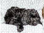 PUPPY BISHOP Labrador Retriever Puppy Male