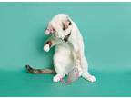 Chip Cookie Domestic Shorthair Young Female