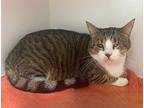 Ella Rose ~ Front Paw Declawed ~ Sponsored Adopt Fee! Domestic Shorthair Adult