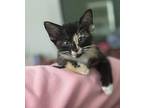 Pixel Domestic Shorthair Kitten Female