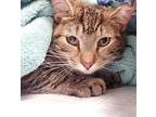 Grigio (working Cat) Domestic Shorthair Young Female