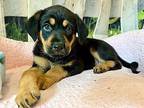 Brownie Butter Cookie German Shepherd Dog Puppy Female