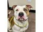 Gatsby American Pit Bull Terrier Adult Male