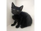 Abilene ~ Available at J&K Mega Pet Wabash, IN! Domestic Shorthair Kitten Female