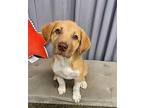 Logan Australian Shepherd Young Male