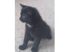 Twinkie Domestic Shorthair Kitten Female