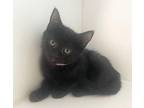 Daphne Domestic Shorthair Kitten Female
