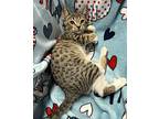 Spud Domestic Shorthair Kitten Male