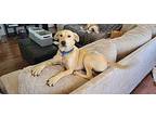 Herman Labrador Retriever Adult Male