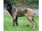 Blaze 39697 Cane Corso Young Male