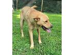 SUNSHINE GIRL Labrador Retriever Adult Female
