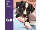 Gak Mixed Breed (Medium) Puppy Male