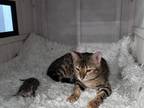 Kitties 1