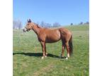 Bellamy Road Daughter as Broodmare Prospect