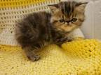 Exotic Short Haired Persian Kitten Available