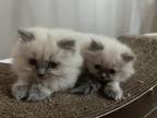Ragdoll Kittens