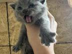 British Shorthair Russian Blue