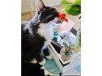 Cookie Maine Coon Adult Female