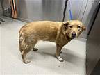 SARAFINA Labrador Retriever Senior Female