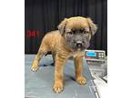 (bu) Bernie Mixed Breed (Medium) Puppy Male