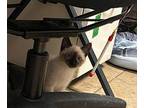 Claussen Siamese Kitten Female