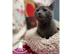 Olivia Domestic Shorthair Senior Female