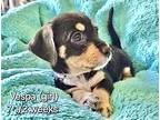 vespa Jack Russell Terrier Puppy Female