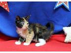 Kiona - 39821 Domestic Mediumhair Kitten Female