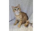 6309 (Ducky) Domestic Mediumhair Kitten Male