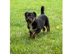 (bm) Sue Mixed Breed (Medium) Puppy Female