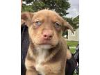 (bm) Nitro Mixed Breed (Medium) Puppy Male