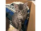KITTEN GUCCI Domestic Mediumhair Kitten Male